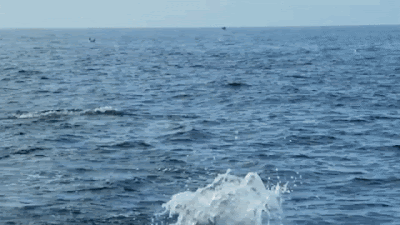 Mantarraya salta hacia el aire desde el mar