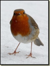 Robin on ice
