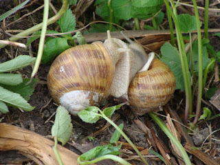 Helix (Helix) pomatia DSC58039