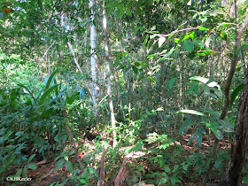 Pacific lowland rainforest, Costa Rica