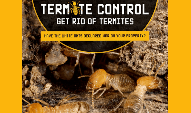 Termite Control: How to get rid of termites