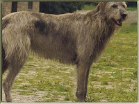 Irish Wolfhounds Dog Pictures