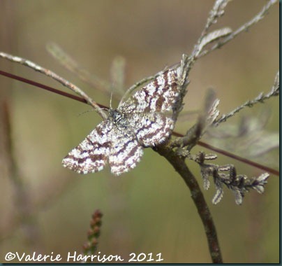 10-common-heath