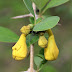 Gmelina Asiatica medicinal benefits