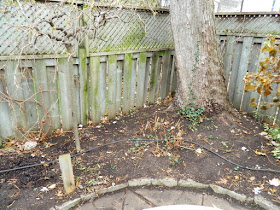 Pruned Annabelle Smooth  Hydrangeas by garden muses-not another Toronto gardening blog