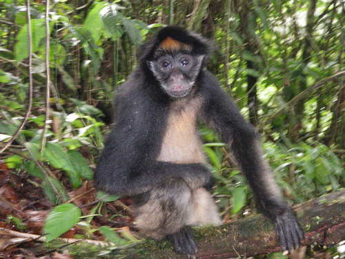 Desafios e estratégias na preservação do macaco-aranha-de-barriga-branca