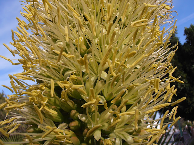 cuello-de-cisne-agave-attenuata