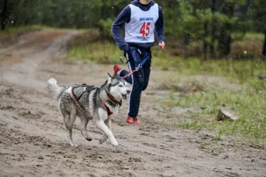 Are Huskies Hard To Train