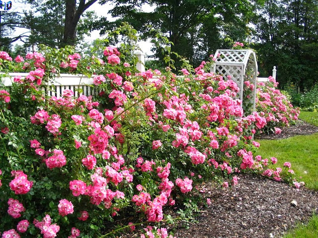Rose garden wallpaper