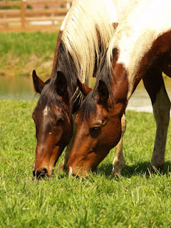 Foto Caballos para perfil