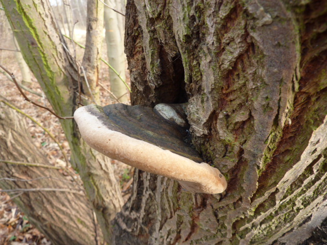 Phellinus igniarius