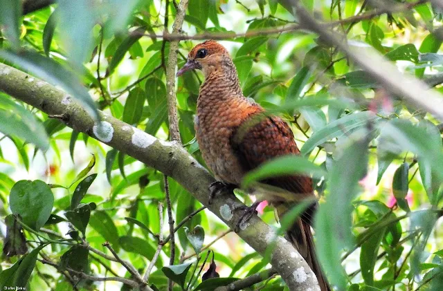 Sultan's Cuckoo Dove