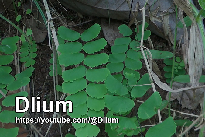 Dlium Walking maidenhair fern (Adiantum philippense)