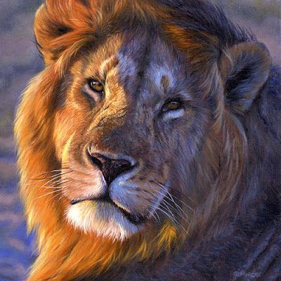 african lion face. African Lions Pictures and