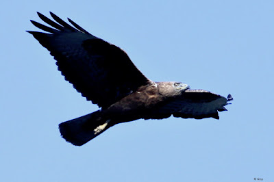 Long-legged Buzzard