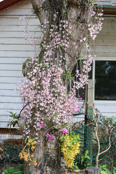 南投中興新村石斛蘭瀑布，芒果樹大道長滿芒果也開滿粉紅瀑布蘭