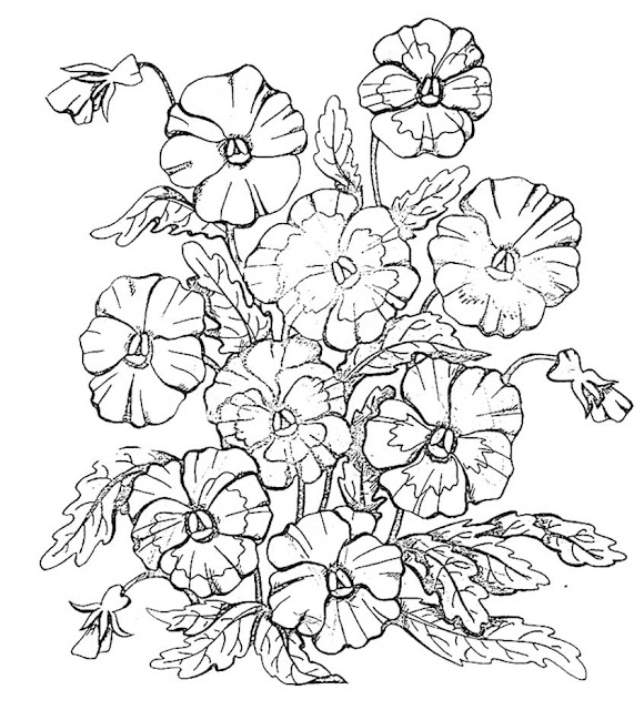 flowers pansies coloring pictures