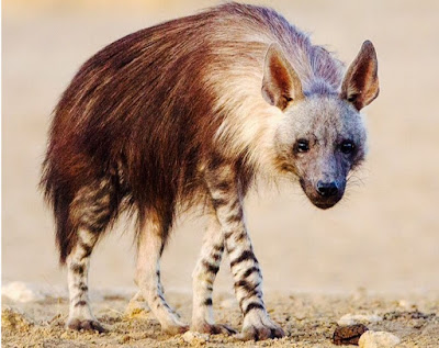  Brown hyena