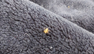 Tiny grasshopper on the rug