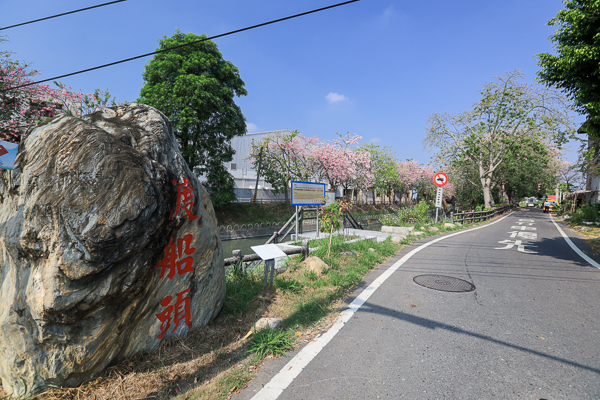 彰化北斗美人樹綿延1.5公里河濱自行車道，河濱公園景觀橋好好拍