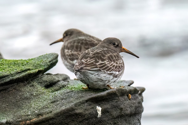 Purple sandpiper