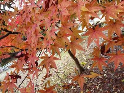王仁公園・秋の紅葉ウォーキング