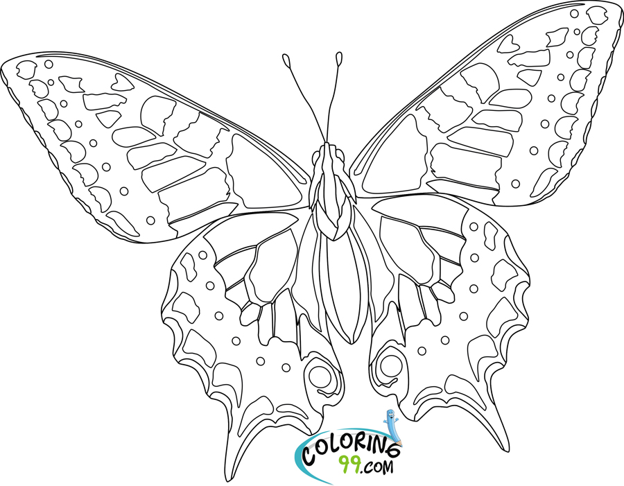 Butterfly Coloring Pages  Team colors