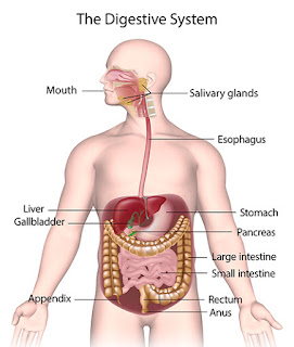 Organ-organ yang berperan dalam proses pencernaan pada manusia