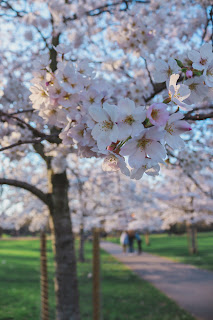 cherry blossoms in battersea park, london