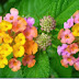 The Flowers of Mangareva