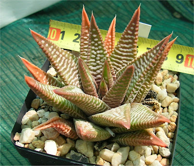 Haworthia minima