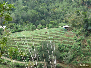 එළවලු 