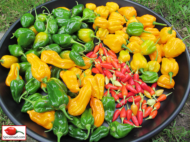 Chilli Harvest - 27th October 2023