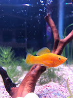 little golden fish