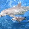 ≡ Contoh Report Text about Dolphin dan terjemahannya terbaru 2015