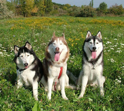 Cutest Dog Breeds In The World Siberian Huskies