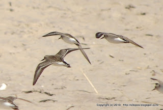 Semipalmated Sandpipers and Semipalmated Plovers