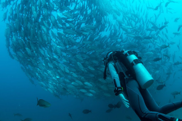 Best Places to Scuba Dive in UAE