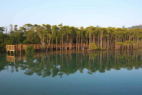 decking, mangroves, Okinawa, reflections, river, nature