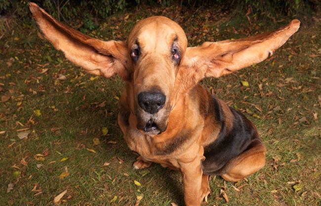 Les Records Des Chiens Records Du Monde