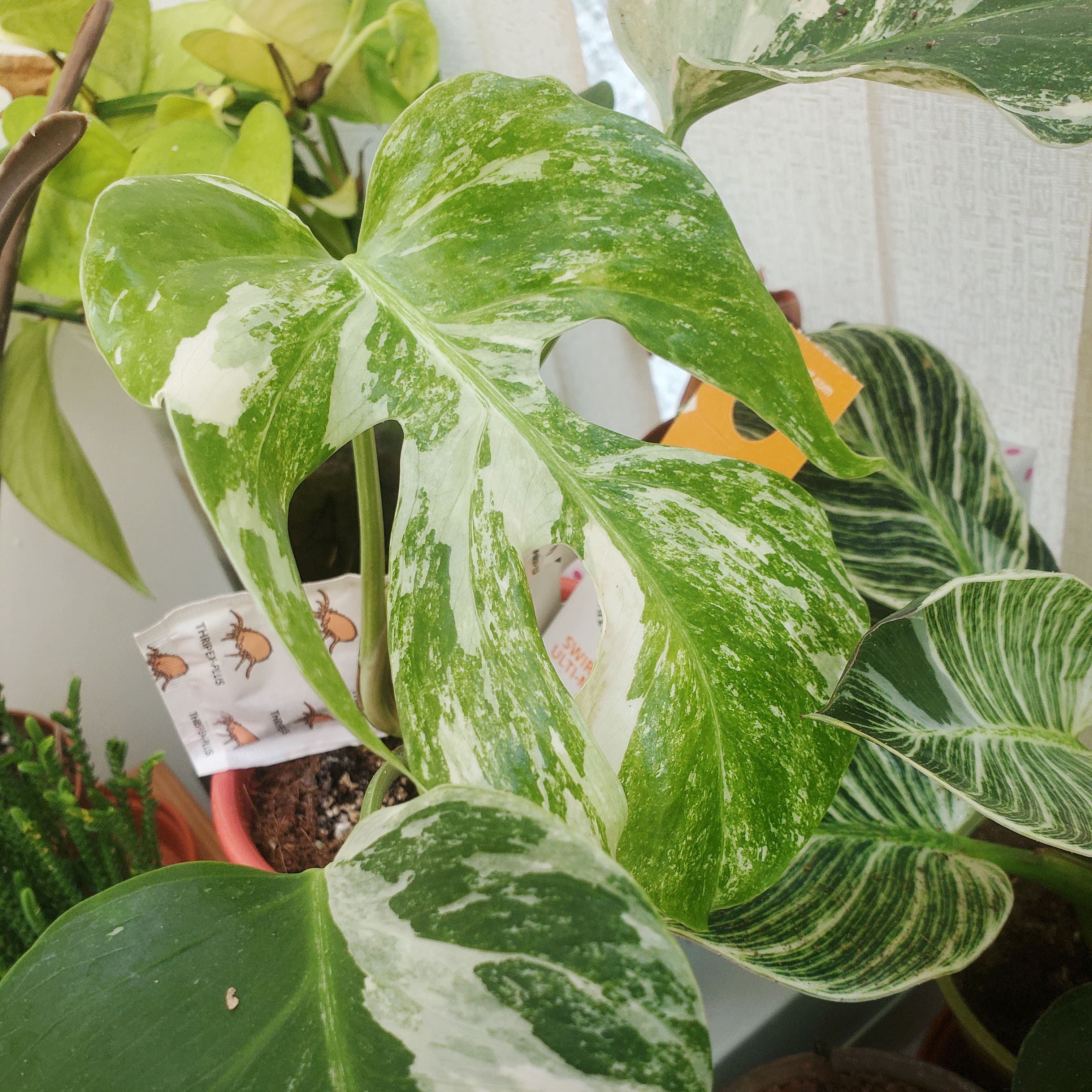 variegated monstera to bring green into your sustainable life