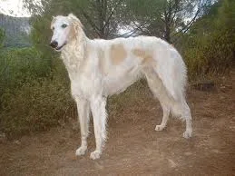 Giống chó Borzoi.