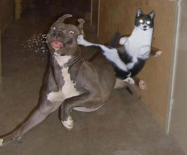 Kungfu cat fighting with a dog image