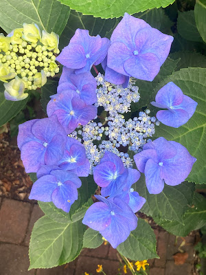 Blue flower of hydrangea zorro