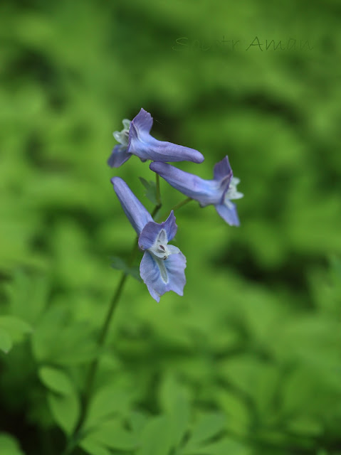 Corydalis lineariloba