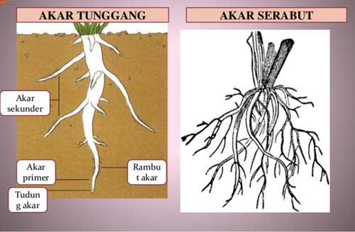 Akar serabut ciri ciri fungsi dan contoh Kumpulan 