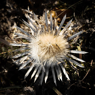 Silberdistel