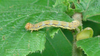 Erannis defoliaria (caterpillar) DSC36096