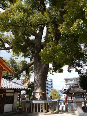 菅原天満宮ご神木