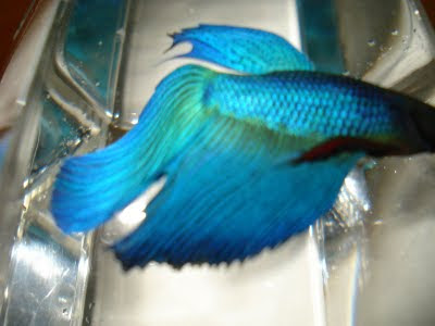 betta splenden